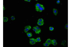 Immunofluorescence staining of HepG2 cells with ABIN7167505 at 1:100, counter-stained with DAPI. (PTPRF Antikörper  (AA 688-970))