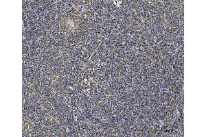 IHC analysis of COX5B using anti-COX5B antibody (ABIN7598975). (COX5B Antikörper  (AA 1-129))