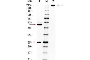 SDS PAGE of Mouse anti-AKT Monoclonal Antibody. (AKT1 Antikörper  (C-Term))