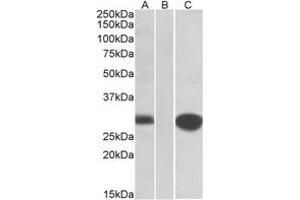 Western Blotting (WB) image for anti-Mid1-Interacting Protein 1 (m1ip1) (Internal Region) antibody (ABIN2464722) (m1ip1 Antikörper  (Internal Region))