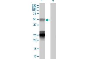 Western Blot analysis of BTNL3 expression in transfected 293T cell line by BTNL3 MaxPab polyclonal antibody.