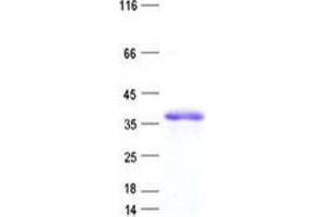 Validation with Western Blot (ZNF75A Protein (His tag))