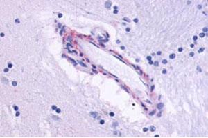 Immunohistochemical staining of human brain, vessel with CHRM5 polyclonal antibody . (CHRM5 Antikörper  (Cytoplasmic Domain))