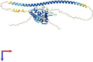 RUNDC3B Protein (AA 1-408) (His tag)