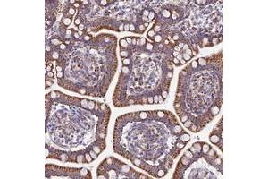 Immunohistochemical staining of human small intestine with FAM186B polyclonal antibody  shows strong cytoplasmic positivity in glandular cells. (FAM186B Antikörper)