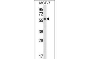 SL1 Antibody (C-term) (ABIN656721 and ABIN2845948) western blot analysis in MCF-7 cell line lysates (35 μg/lane). (SAAL1 Antikörper  (C-Term))