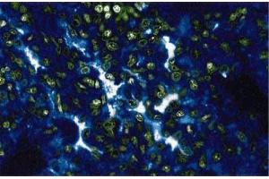 Immunofluorescent staining of rabbit lung. (p130 Antikörper  (AA 26-367))