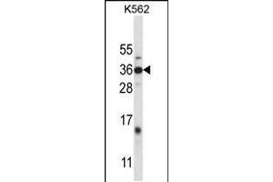 Western blot analysis in K562 cell line lysates (35ug/lane). (DLX4 Antikörper  (AA 72-100))