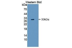 Western Blotting (WB) image for anti-Hepatocyte Growth Factor (Hepapoietin A, Scatter Factor) (HGF) (AA 495-730) antibody (ABIN3209602) (HGF Antikörper  (AA 495-730))