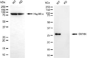 Western blotting analysis using GMNN antibody (ABIN7798705). (Rekombinanter Geminin Antikörper)