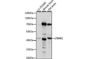 Western blot analysis of extracts of various cell lines, using LTB4R2 antibody (ABIN7268247). (LTB4R2 Antikörper  (AA 254-358))