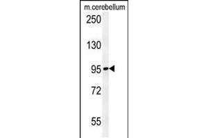 Western blot analysis in mouse cerebellum tissue lysates (15ug/lane). (NAA25 Antikörper  (AA 720-748))