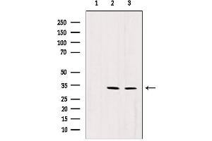 Western blot analysis of extracts from various samples, using RNASEH1 antibody.