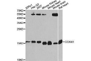 Western blot analysis of extracts of various cell lines, using COX4I1 Antibody. (COX IV Antikörper  (AA 23-169))
