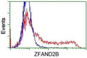 HEK293T cells transfected with either RC203822 overexpress plasmid (Red) or empty vector control plasmid (Blue) were immunostained by anti-ZFAND2B antibody (ABIN2454251), and then analyzed by flow cytometry.