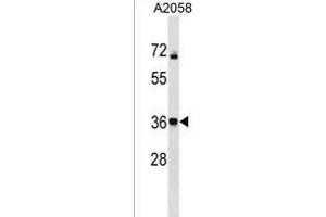 CALHM3 Antibody (N-term) (ABIN1539549 and ABIN2850373) western blot analysis in  cell line lysates (35 μg/lane). (CALHM3 Antikörper  (N-Term))
