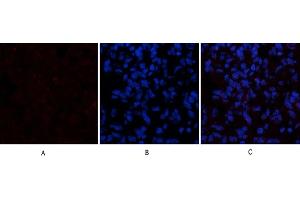 Immunofluorescence analysis of rat lung tissue. (Cytochrome C Antikörper  (AA 1268-1341))
