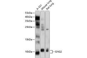 Western blot analysis of extracts of various cell lines, using GNG2 antibody (ABIN6133410, ABIN6141236, ABIN6141237 and ABIN6214513) at 1:1000 dilution. (GNG2 Antikörper  (AA 1-71))