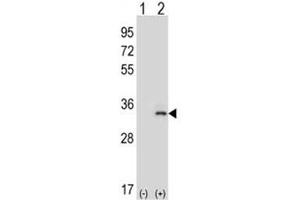 Western blot analysis of IL-33 antibody and 293 cell lysate (2 ug/lane) either nontransfected (Lane 1) or transiently transfected (2) with the IL33 gene.