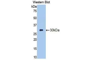 Western blot analysis of the recombinant protein. (Elastase 3B Antikörper  (AA 28-269))