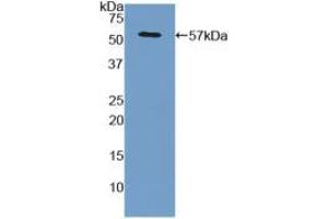 Western blot analysis of recombinant Human GPC3. (Glypican 3 Antikörper  (AA 343-559))