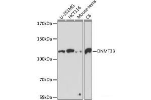 Western blot analysis of extracts of various cell lines using DNMT3B Polyclonal Antibody at dilution of 1:1000. (DNMT3B Antikörper)