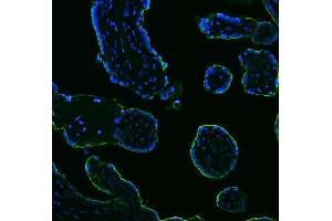 IF analysis of ALPP using anti-ALPP antibody (ABIN7602772). (PLAP Antikörper  (C-Term))