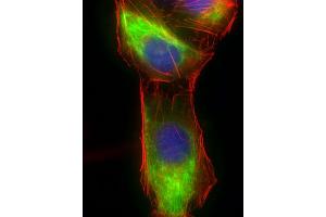 Immunofluorescence (IF) image for anti-Vimentin (VIM) (AA 63-90) antibody (ABIN389211)