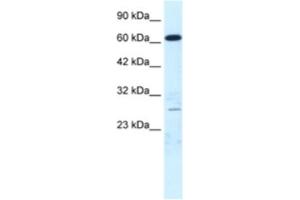 Western Blotting (WB) image for anti-Mediator Complex Subunit 17 (MED17) antibody (ABIN2460890) (MED17 Antikörper)