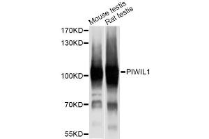 Western blot analysis of extracts of various cell lines, using PIWIL1 antibody (ABIN6293459) at 1:1000 dilution. (PIWIL1 Antikörper)