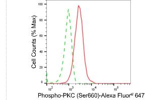 anti-Protein Kinase C (pan) (PKC pan) (pSer660) antibody