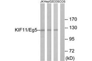 Western blot analysis of extracts from Jurkat/HepG2/COS cells, using KIF11/Eg5 (Ab-927) Antibody.