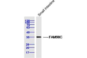 Mouse small intestine lysates probed with FAM98C Polyclonal Antibody, Unconjugated  at 1:300 dilution and 4˚C overnight incubation. (FAM98C Antikörper  (AA 161-260))