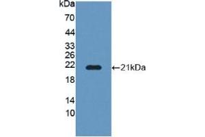Figure. (POFUT1 Antikörper  (AA 238-388))