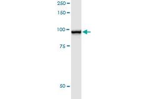 Immunoprecipitation of STAT5A transfected lysate using anti-STAT5A MaxPab rabbit polyclonal antibody and Protein A Magnetic Bead , and immunoblotted with STAT5A purified MaxPab mouse polyclonal antibody (B01P) . (STAT5A Antikörper  (AA 1-794))