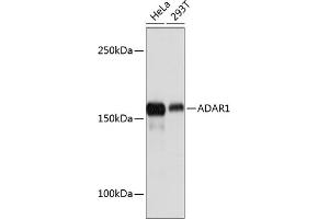 Western blot analysis of extracts of various cell lines, using  Rabbit mAb (ABIN7265458) at 1:1000 dilution. (ADAR Antikörper)