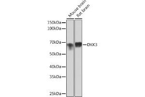 Western blot analysis of extracts of various cell lines, using DKK3 Rabbit mAb (ABIN1680063, ABIN3018243, ABIN3018244 and ABIN7101586) at 1:1000 dilution. (DKK3 Antikörper)