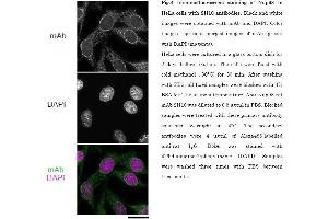 Immunofluorescence (IF) image for anti-Nucleoporin 98kDa (NUP98) (AA 1-466) antibody (ABIN2452066)