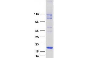 Validation with Western Blot (MARVELD1 Protein (Myc-DYKDDDDK Tag))