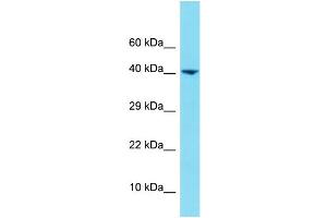Western Blotting (WB) image for anti-Heterogeneous Nuclear Ribonucleoprotein U-Like 1 (HNRNPUL1) (N-Term) antibody (ABIN2791239)