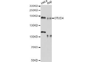 Western blot analysis of extracts of various cell lines, using OTUD4 antibody (ABIN6293788) at 1:1000 dilution. (OTUD4 Antikörper)