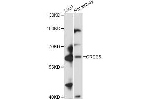Western blot analysis of extracts of various cell lines, using CREB5 antibody (ABIN6290134) at 1:3000 dilution. (CREB5 Antikörper)