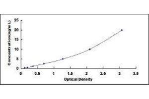 ELISA image for Cytochrome P450, Family 2, Subfamily B, Polypeptide 6 (CYP2B6) ELISA Kit (ABIN426458)