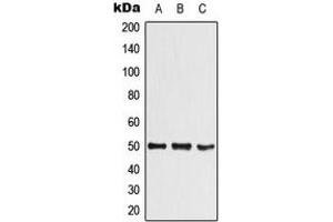 Western blot analysis of SHARP1 expression in SHSY5Y (A), RAW264. (BHLHE41 Antikörper  (N-Term))