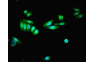 Immunofluorescent analysis of HepG2 cells using ABIN7152246 at dilution of 1:100 and Alexa Fluor 488-congugated AffiniPure Goat Anti-Rabbit IgG(H+L) (SLC1A7 Antikörper  (AA 115-220))