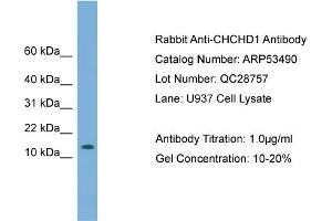 WB Suggested Anti-CHCHD1  Antibody Titration: 0. (CHCHD1 Antikörper  (N-Term))