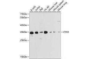 Western blot analysis of extracts of various cell lines using CD53 Polyclonal Antibody at dilution of 1:1000. (CD53 Antikörper)