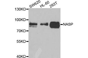 Western blot analysis of extracts of various cell lines, using NASP antibody. (NASP Antikörper)