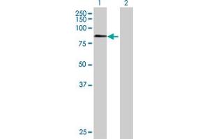 Western Blot analysis of ZNF398 expression in transfected 293T cell line by ZNF398 MaxPab polyclonal antibody.