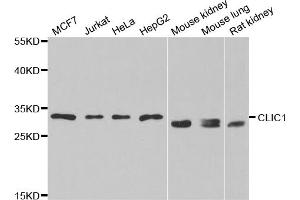 Western blot analysis of extracts of various cell lines, using CLIC1 antibody. (CLIC1 Antikörper)